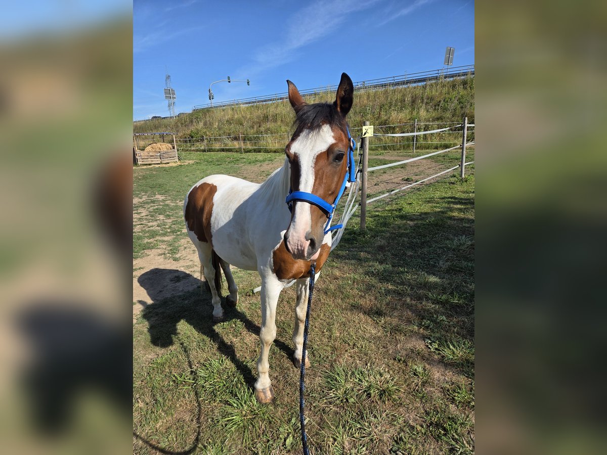 Welsh A (Mountain Pony) Gelding 18 years 13,2 hh Pinto in Frankfurt am Main