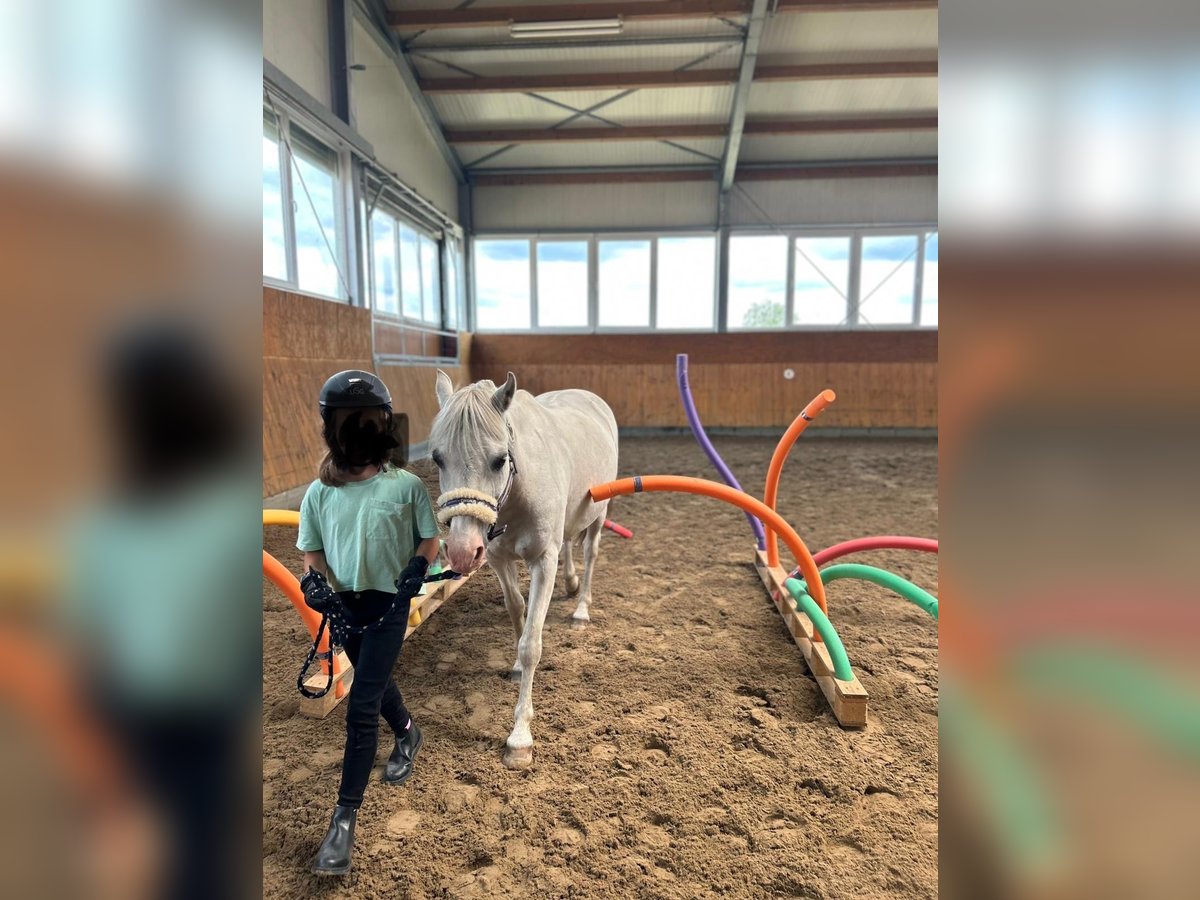 Welsh A (Mountain Pony) Gelding 20 years 11,2 hh Gray in Ehrenburg