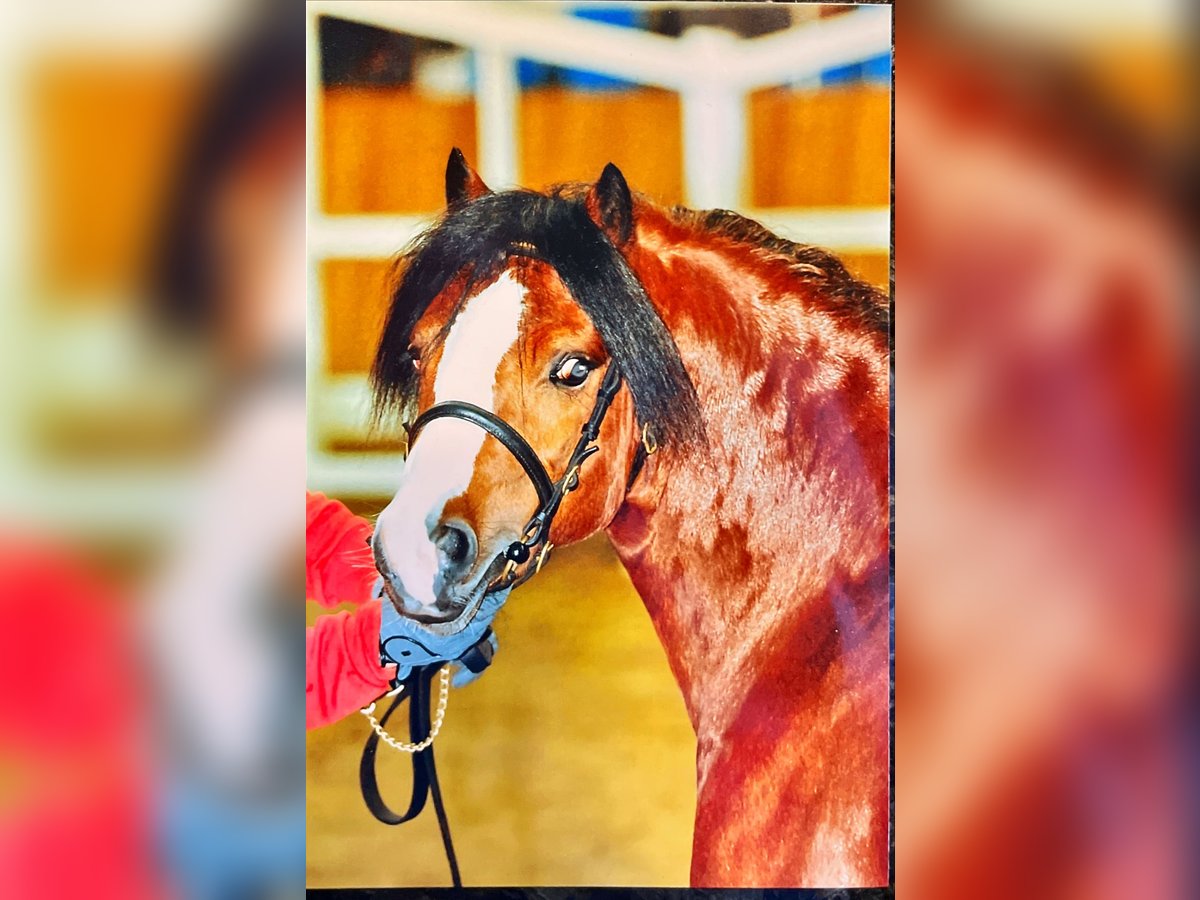 Welsh A (Mountain Pony) Gelding 22 years 11,3 hh Brown in Meppen