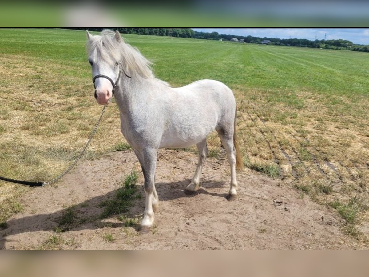 Welsh A (Mountain Pony) Gelding 2 years 11,2 hh Gray in Haarle