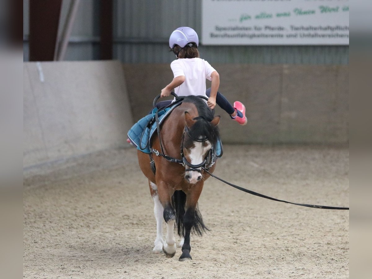 Welsh A (Mountain Pony) Gelding 3 years 11,1 hh Brown in Wildeshausenwildeshause