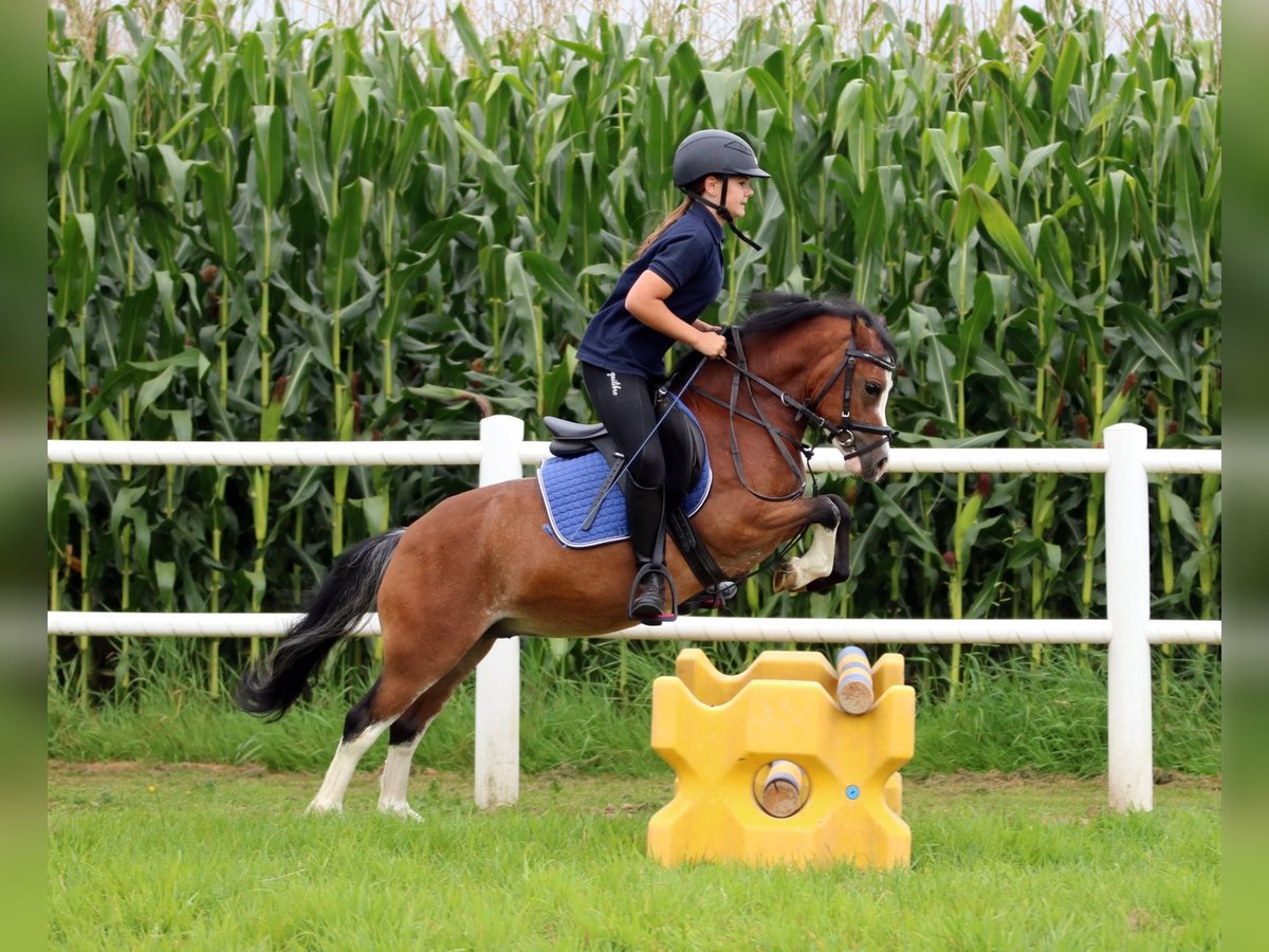 Welsh A (Mountain Pony) Gelding 3 years 11,1 hh Brown in Wildeshausenwildeshause