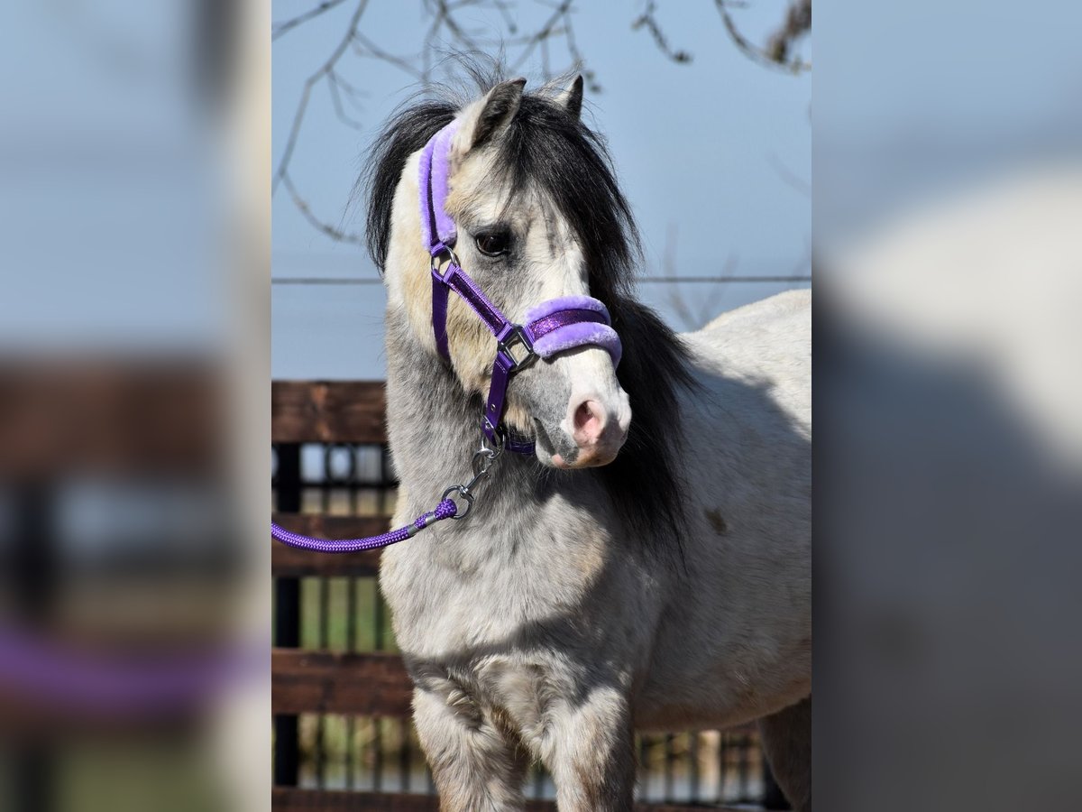 Welsh A (Mountain Pony) Gelding 3 years 11,1 hh Gray in Papekop