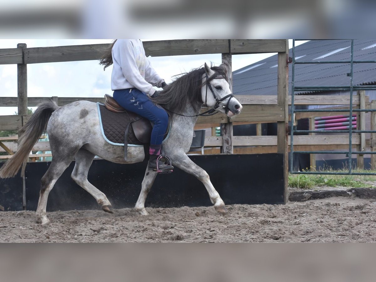 Welsh A (Mountain Pony) Gelding 3 years 11,2 hh Grey in Achtmaal