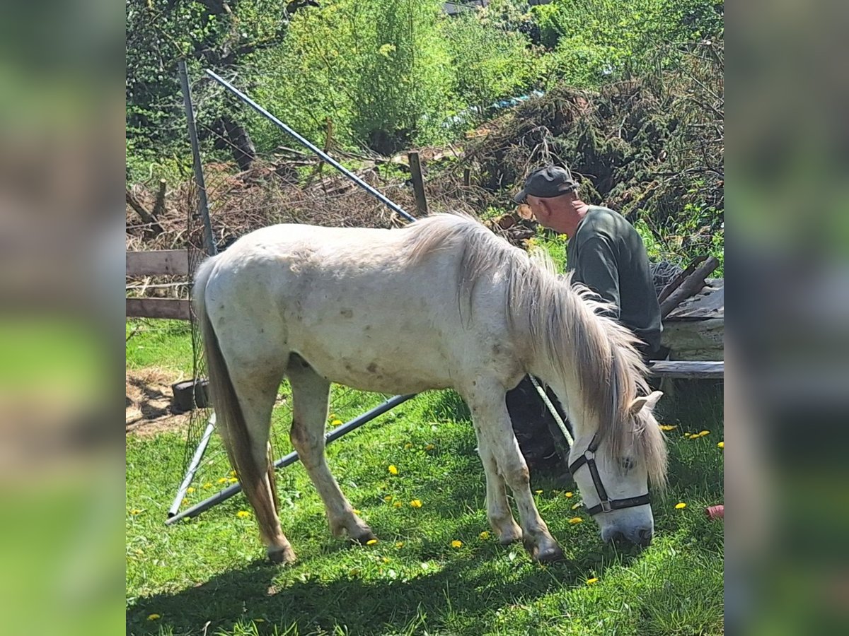 Welsh A (Mountain Pony) Gelding 3 years 11,3 hh Gray in Losheim am See