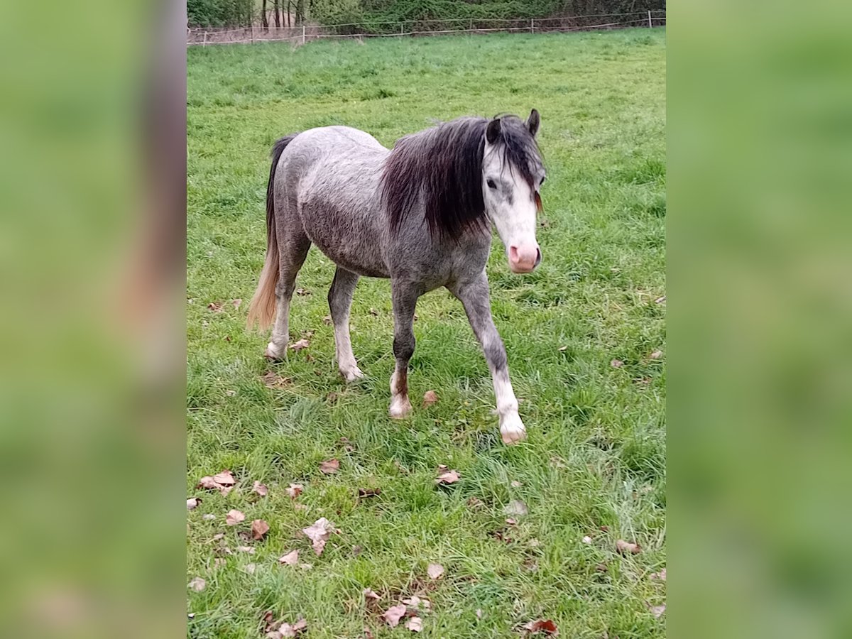 Welsh A (Mountain Pony) Gelding 3 years 12 hh Gray in Leipzig Welsh A (Mountain Pony) Gelding 3 years 12 hh Gray in Leipzig