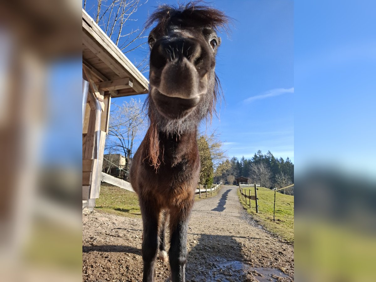Welsh A (Mountain Pony) Gelding 4 years 10 hh Bay-Dark in Freudenstadt Welsh A (Mountain Pony) Gelding 4 years 10 hh Bay-Dark in Freudenstadt