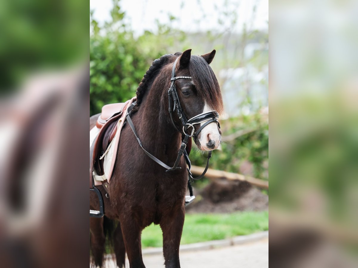 Welsh A (Mountain Pony) Gelding 4 years 11,1 hh Black in Groningen