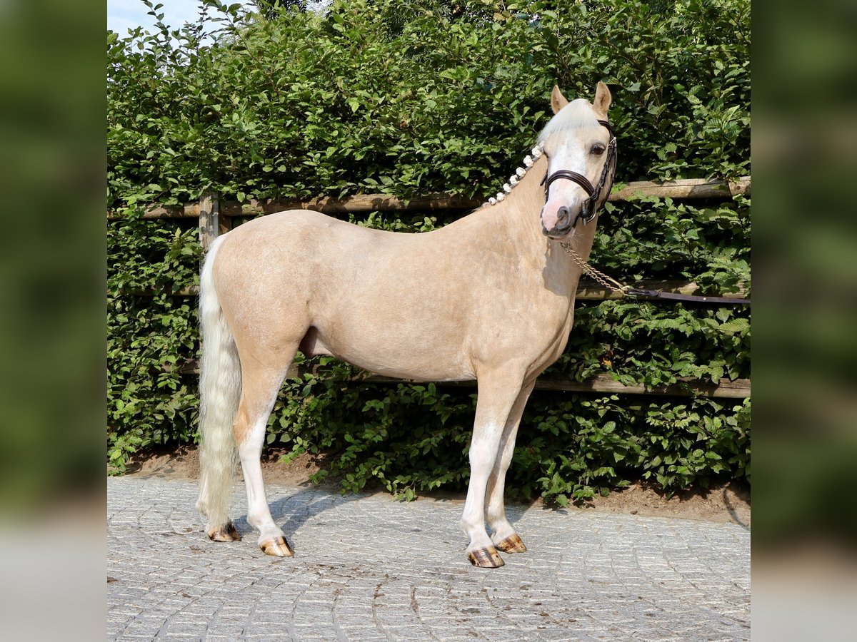 Welsh A (Mountain Pony) Gelding 4 years 11,1 hh Palomino in Sevenum