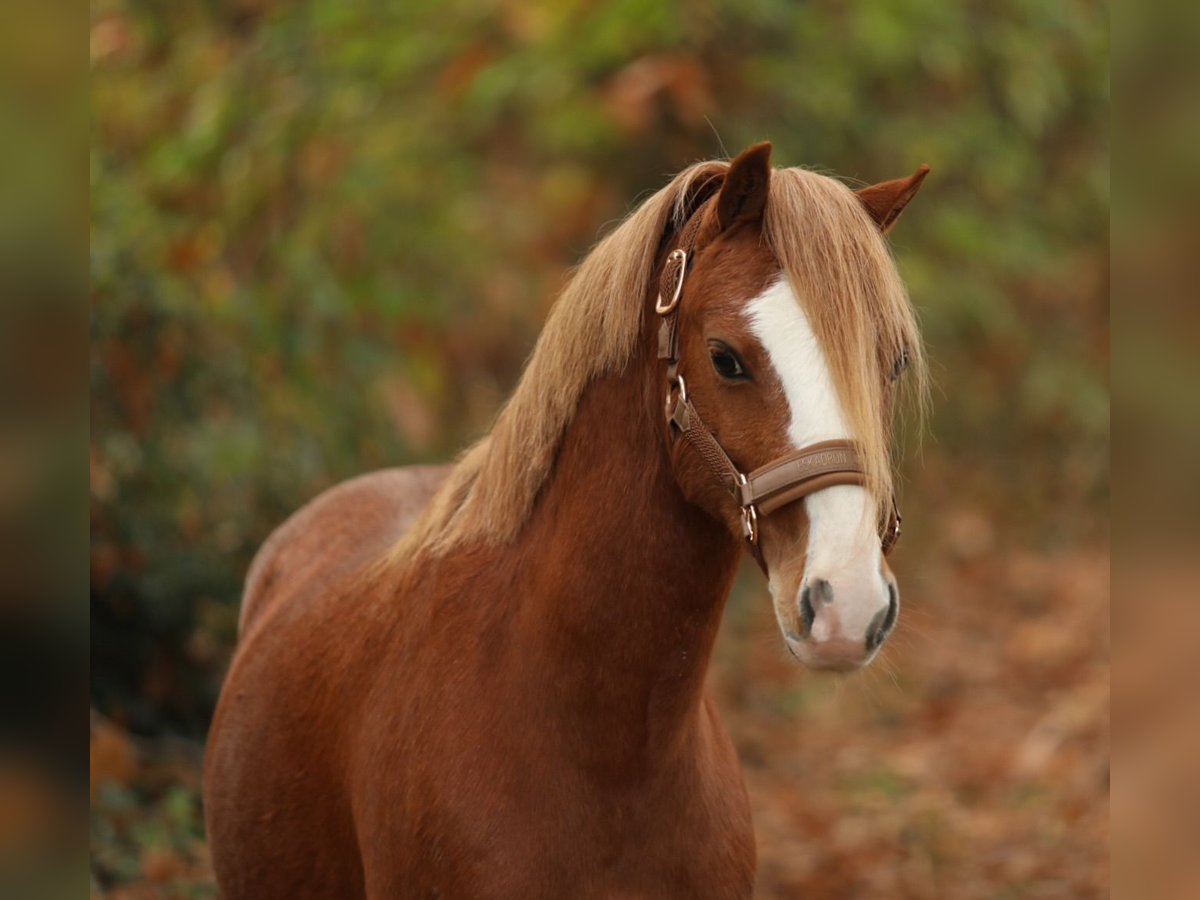 Welsh A (Mountain Pony) Gelding 4 years 11,2 hh Chestnut-Red in Aalten