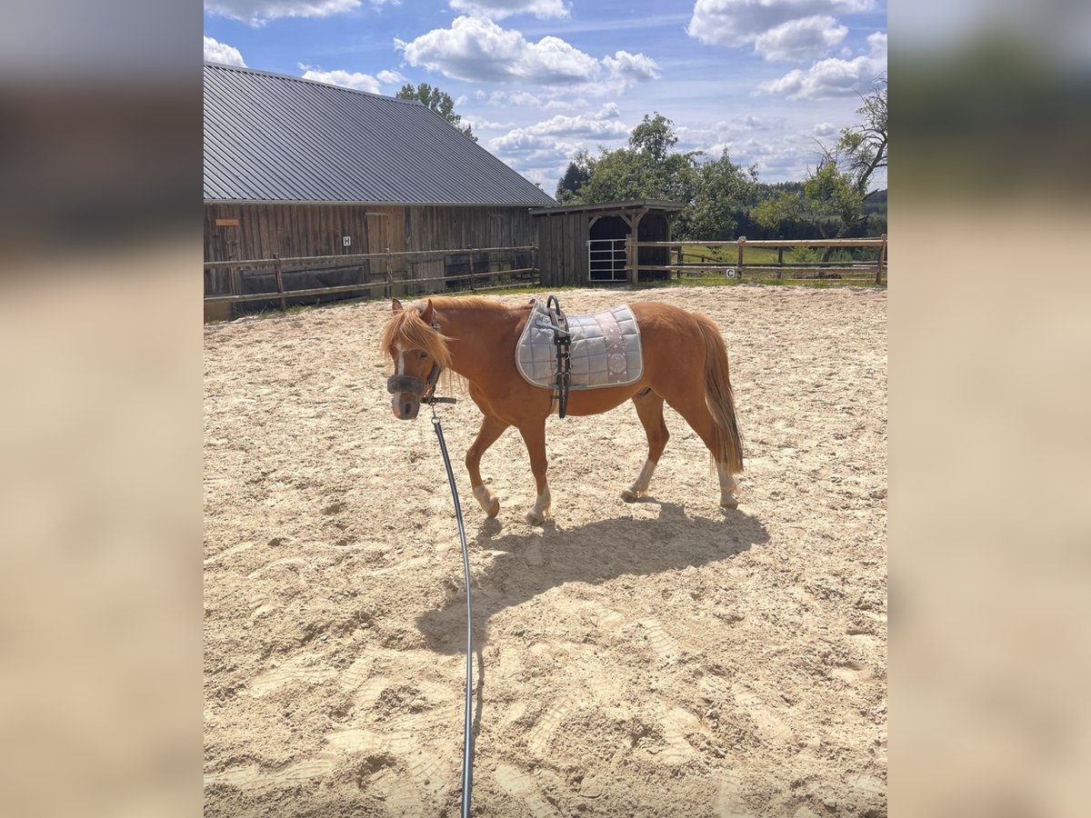 Welsh A (Mountain Pony) Gelding 4 years 12 hh Chestnut-Red in Finnentrop