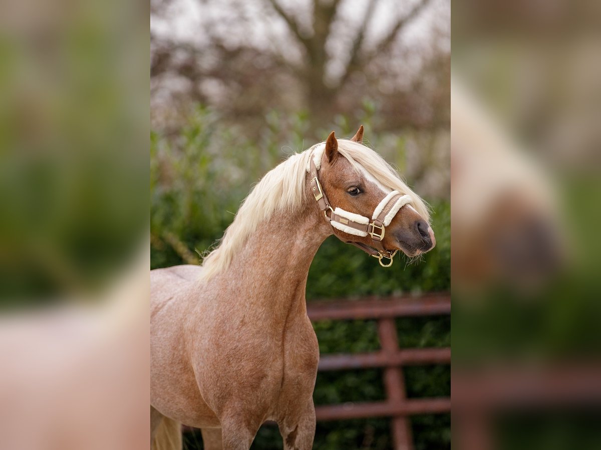 Welsh A (Mountain Pony) Gelding 4 years 12,1 hh Roan-Red in Groningen