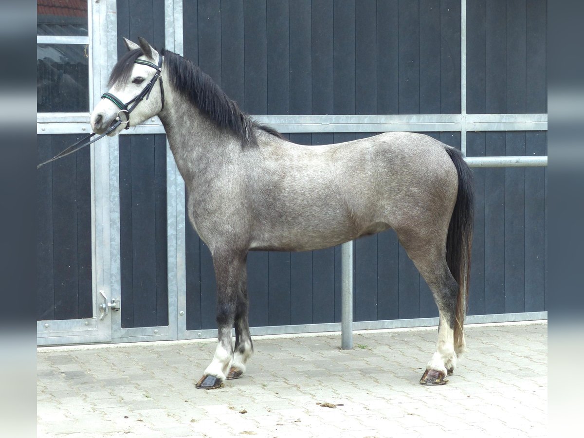 Welsh A (Mountain Pony) Gelding 5 years 11,2 hh Grey in Halle