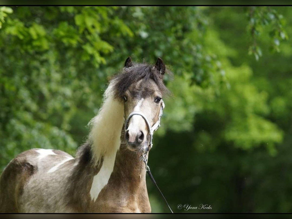 Welsh A (Mountain Pony) Gelding 5 years Pinto in Metelen