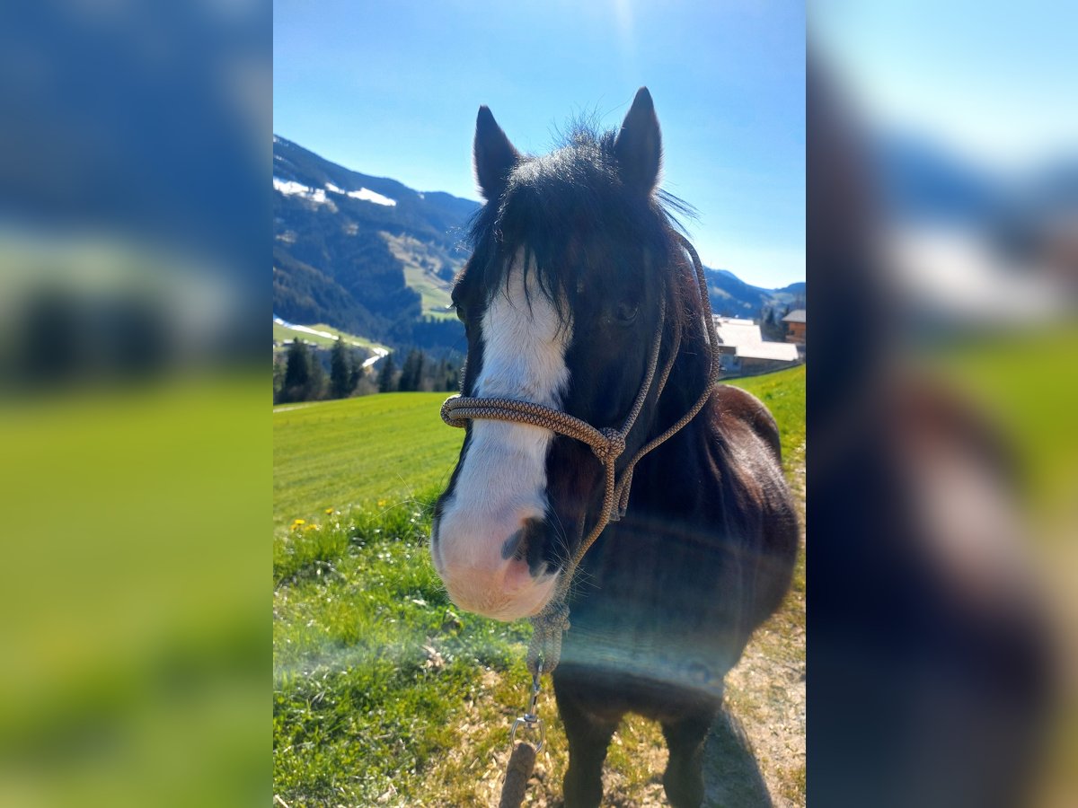 Welsh A (Mountain Pony) Gelding 6 years 11,2 hh Black in Alpbach