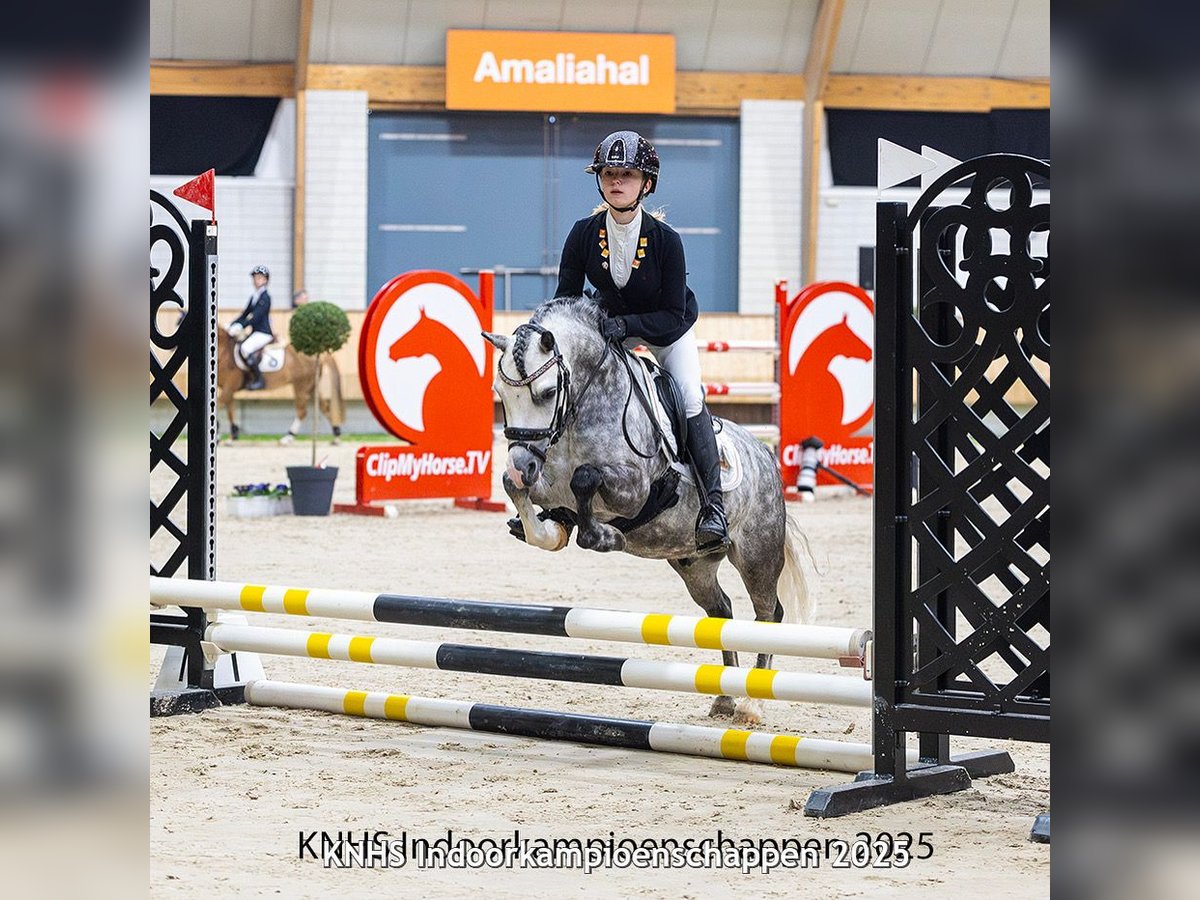 Welsh A (Mountain Pony) Gelding 6 years 11,1 hh Gray in Werkendam