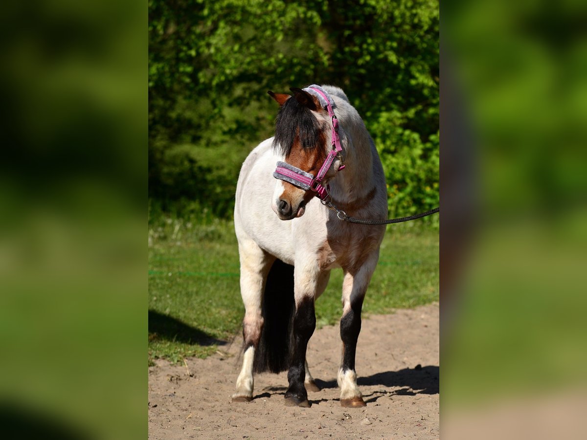 Welsh A (Mountain Pony) Gelding 6 years 12,1 hh Roan-Bay in Skibin