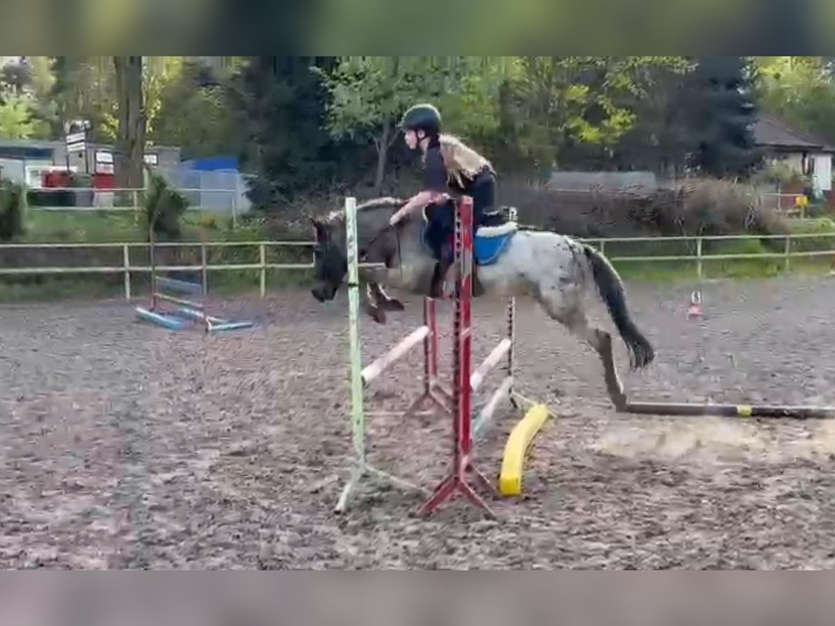 Welsh A (Mountain Pony) Gelding 7 years 12,1 hh Leopard-Piebald in RADZIEJÓW