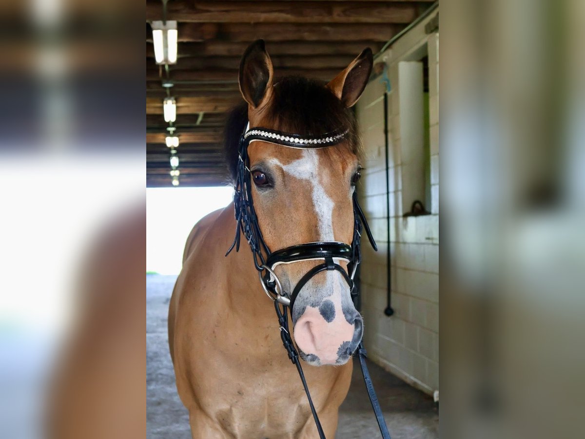 Welsh A (Mountain Pony) Gelding 7 years 17 hh White in Bradford (West Yorkshire)