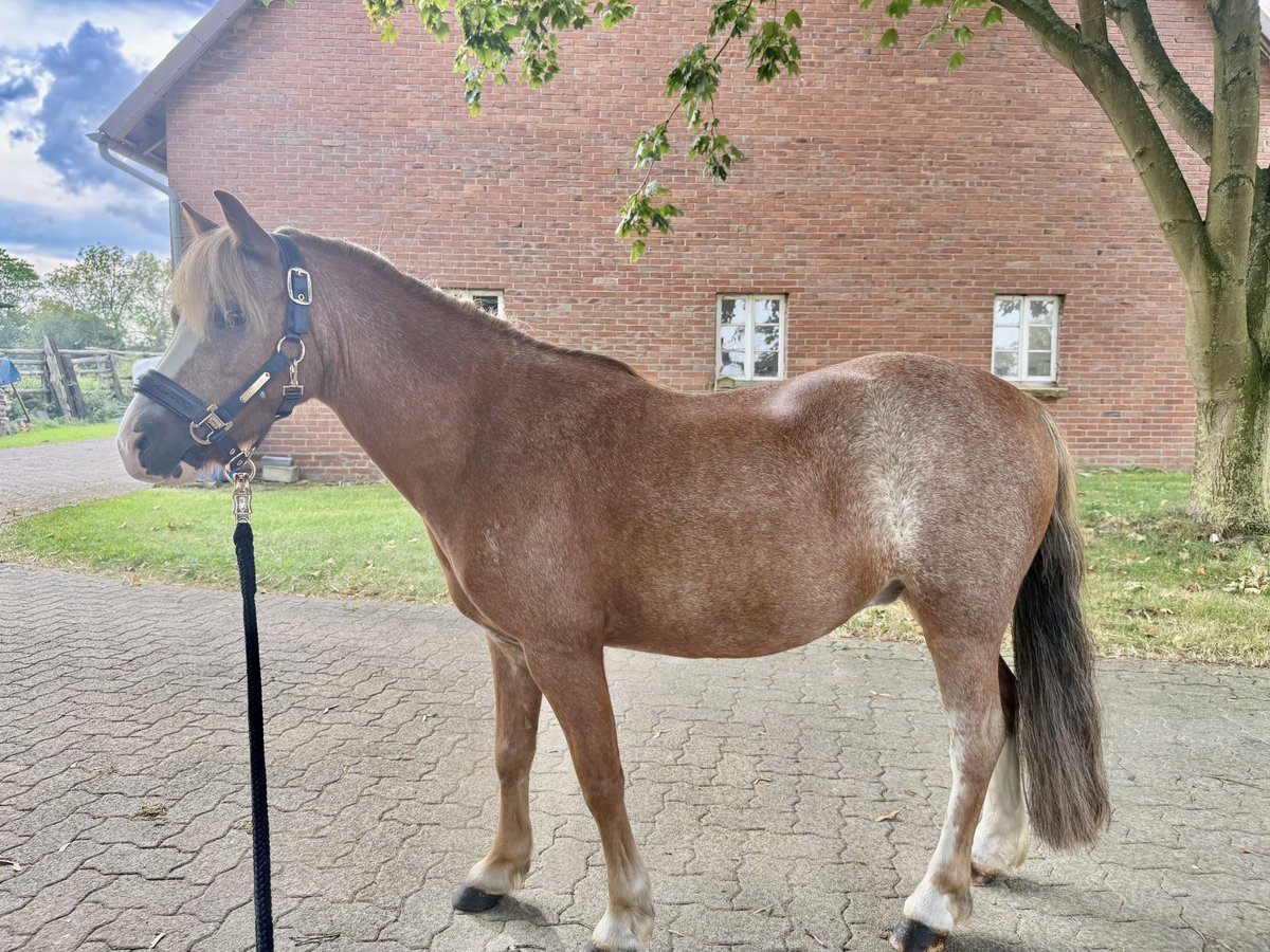 Welsh A (Mountain Pony) Gelding 8 years 11,1 hh Roan-Red in Lindhorst