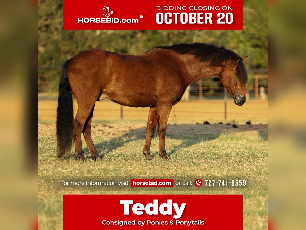 Welsh A (Mountain Pony) Mix Gelding 8 years 13,2 hh Bay in Cleburne