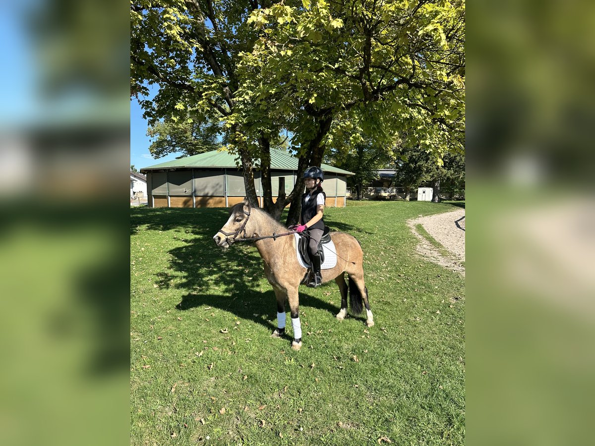 Welsh A (Mountain Pony) Gelding 9 years 11,3 hh Dun in M&#xFC;nchen