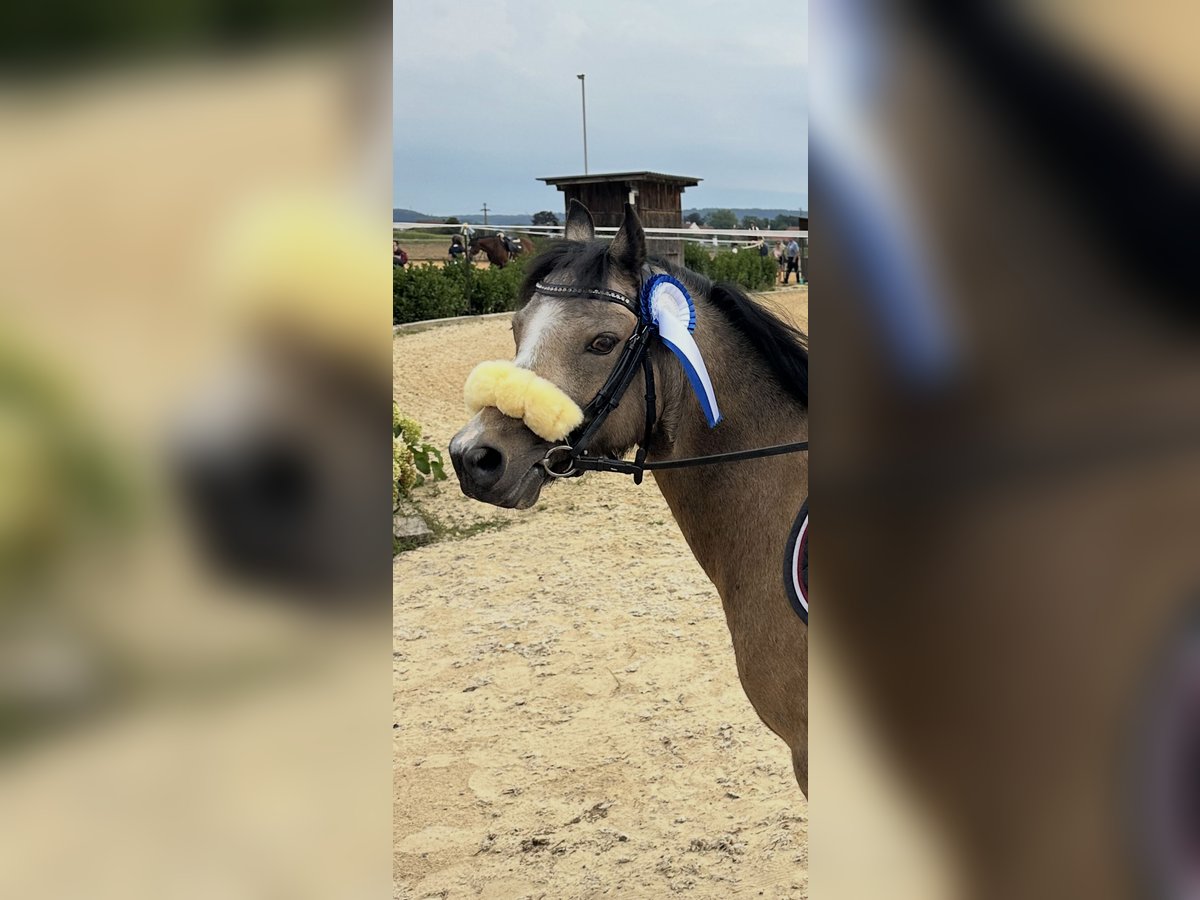 Welsh A (Mountain Pony) Gelding 9 years 11,3 hh Dun in M&#xFC;nchen