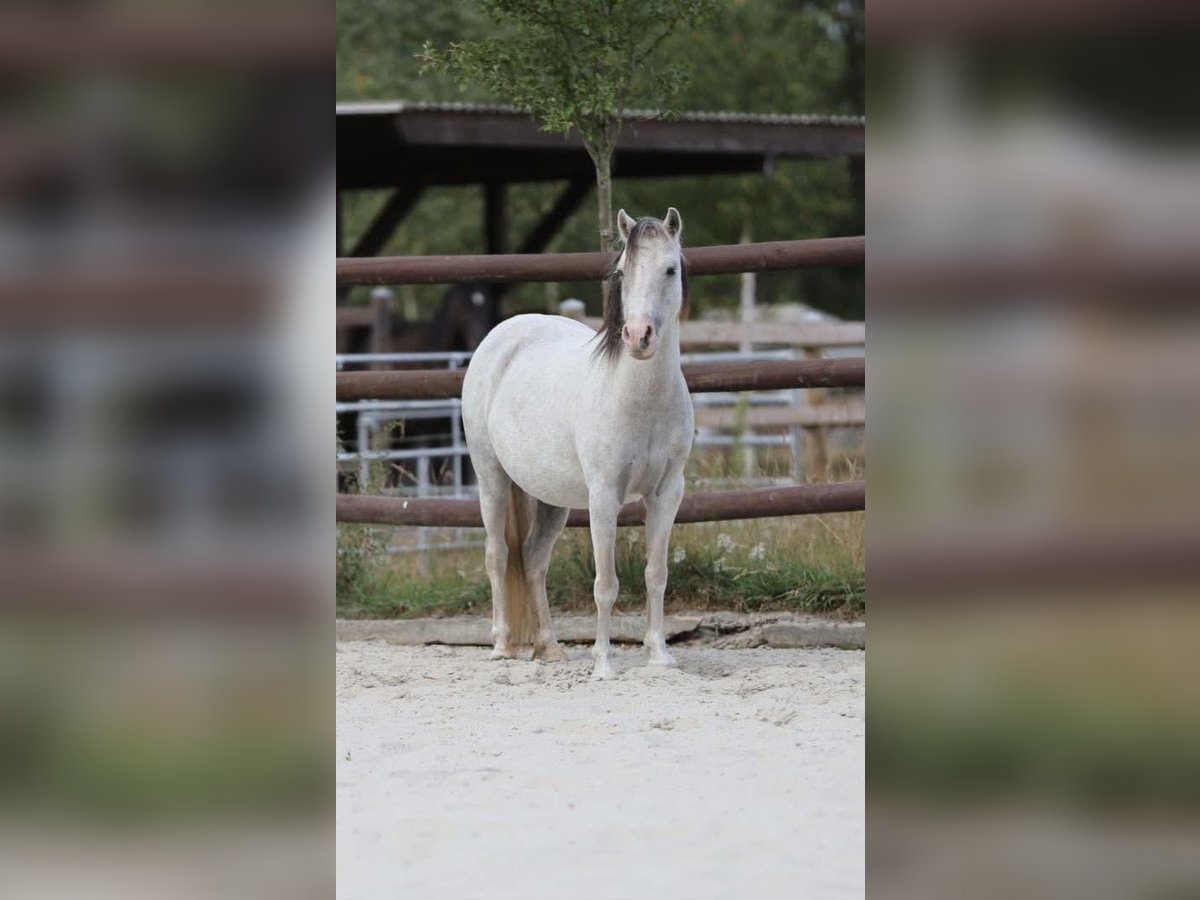 Welsh A (Mountain Pony) Mare 10 years 10,2 hh Grey in Bissendorf