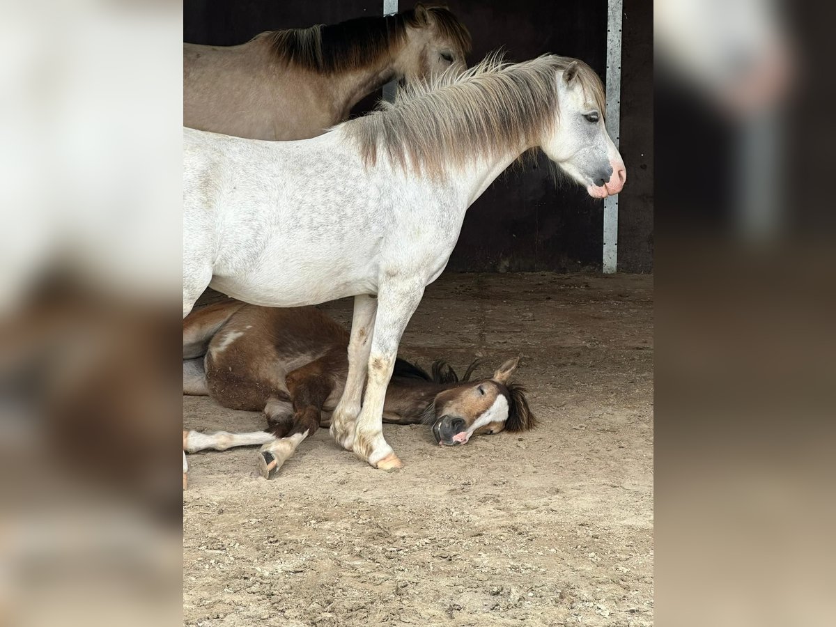 Welsh A (Mountain Pony) Mare 10 years 11,2 hh Grey-Dapple in Wachtendonk