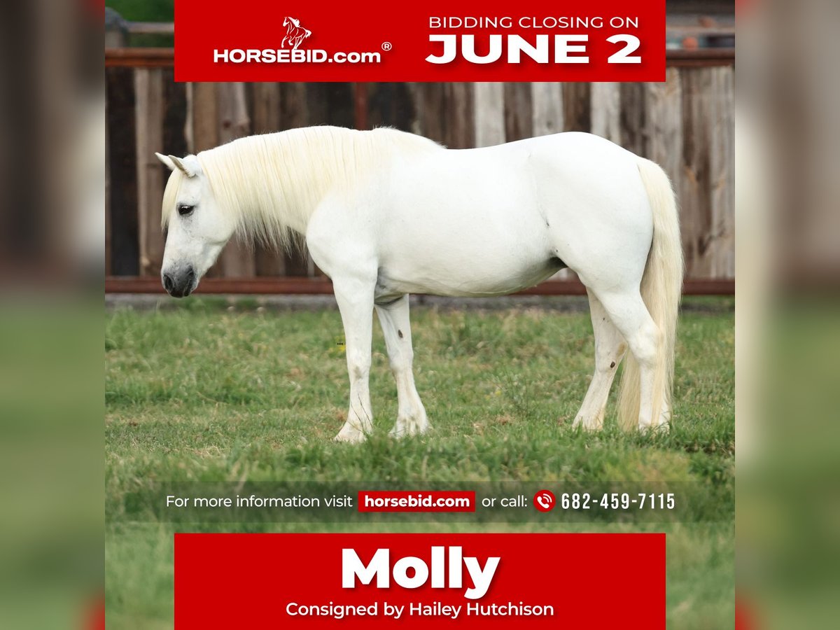 Welsh A (Mountain Pony) Mare 11 years 11,2 hh Gray in Joshua, TX