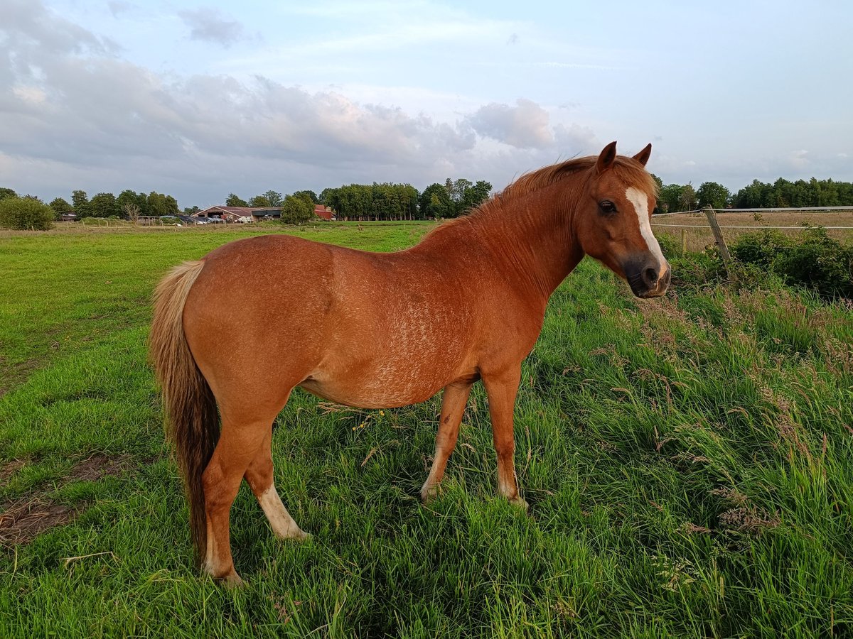 Welsh A (Mountain Pony) Mare 11 years 12 hh Chestnut-Red in Gro&#xDF;efehn Bagband