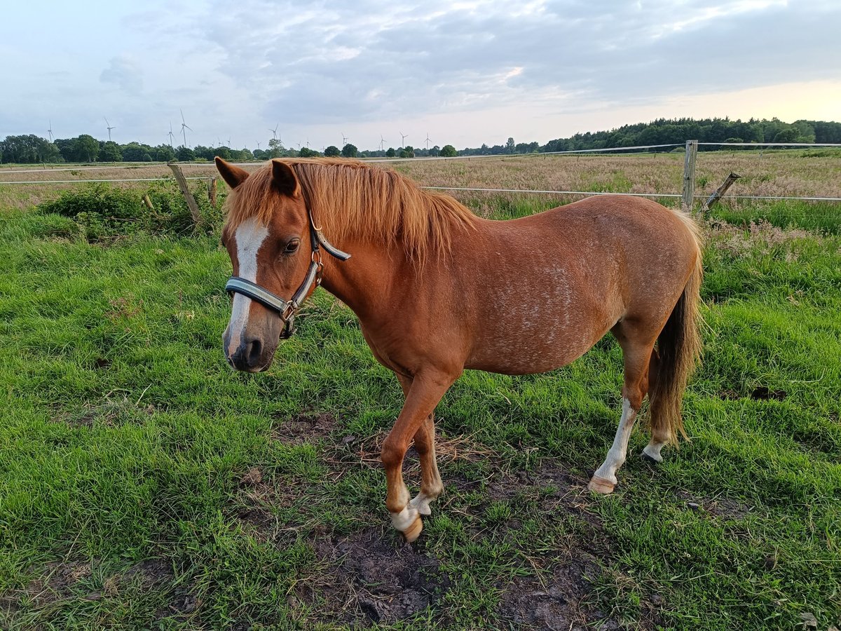 Welsh A (Mountain Pony) Mare 11 years 12 hh Chestnut-Red in Gro&#xDF;efehn