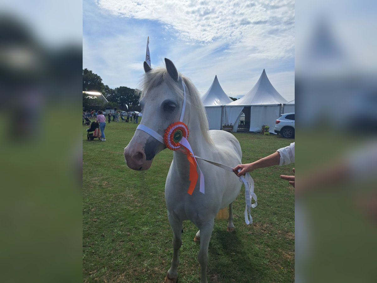 Welsh A (Mountain Pony) Mare 11 years 12 hh Grey in Emmen