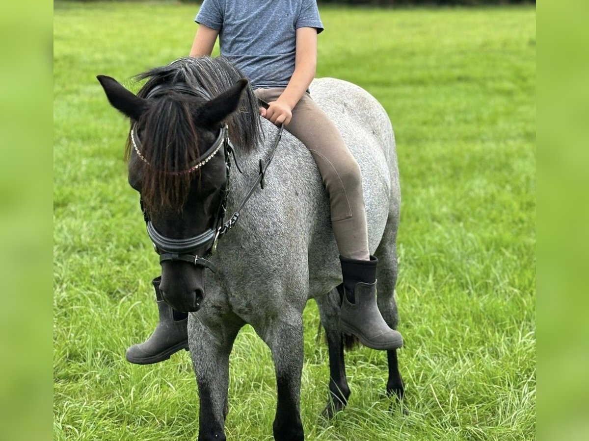 Welsh A (Mountain Pony) Mare 11 years 12,1 hh Roan-Blue in Neuenrade