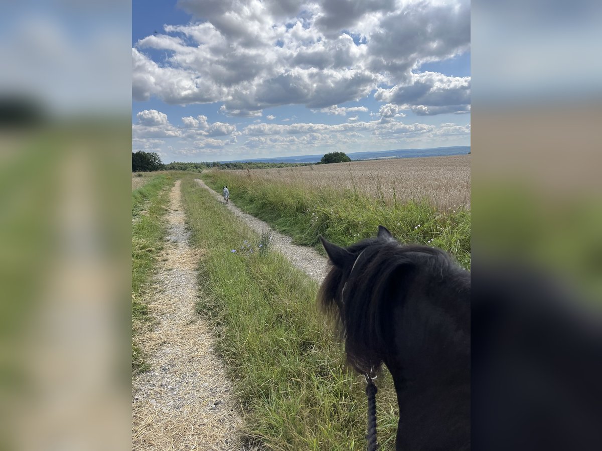 Welsh A (Mountain Pony) Mix Mare 12 years 10,2 hh Smoky-Black in Bad Rodach