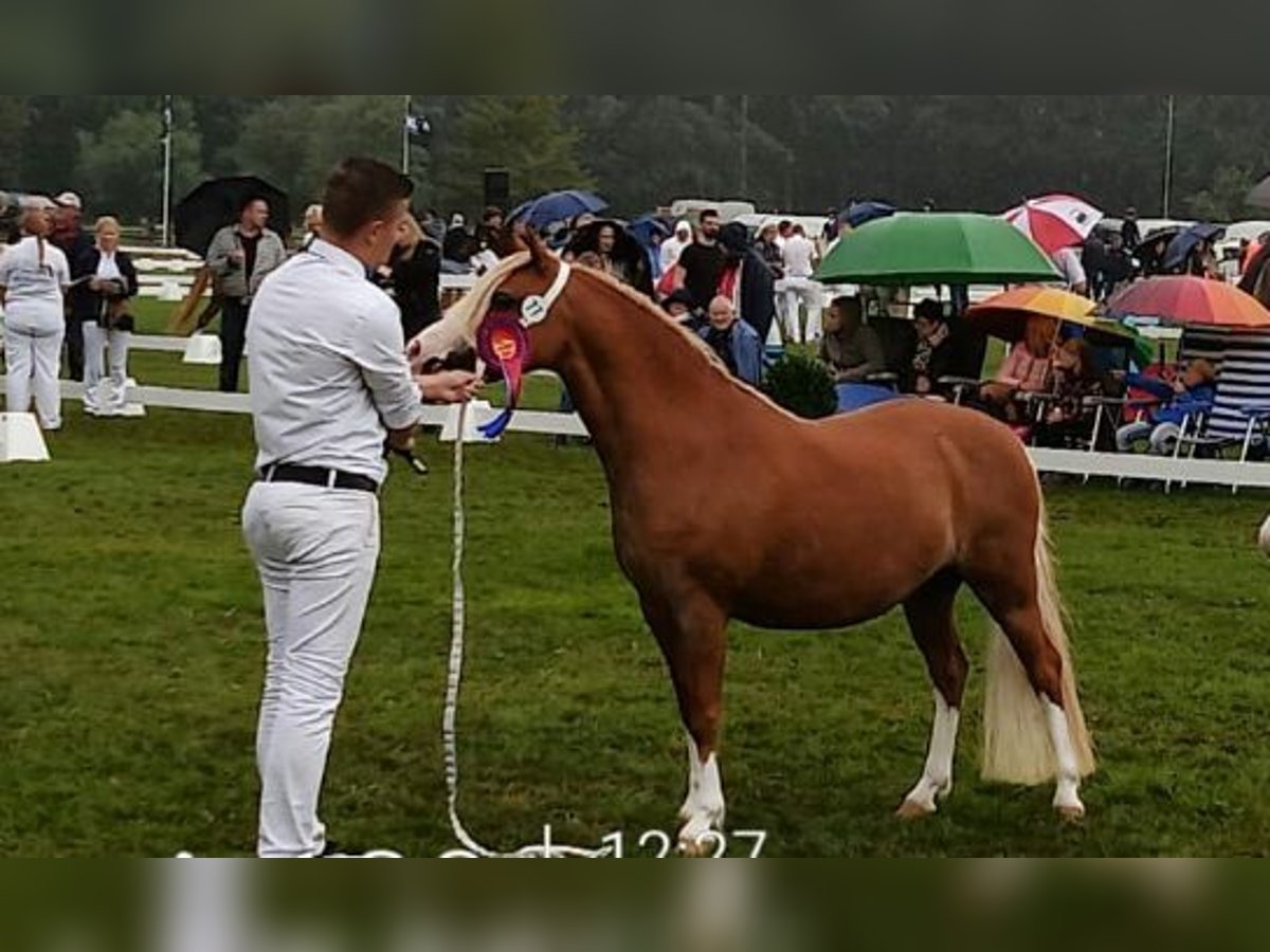 Welsh A (Mountain Pony) Mare 12 years 11,3 hh Chestnut-Red in Extertal