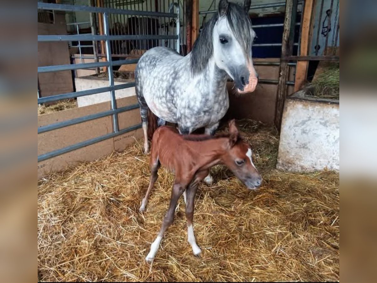 Welsh A (Mountain Pony) Mare 12 years 11,3 hh Gray in Extertal