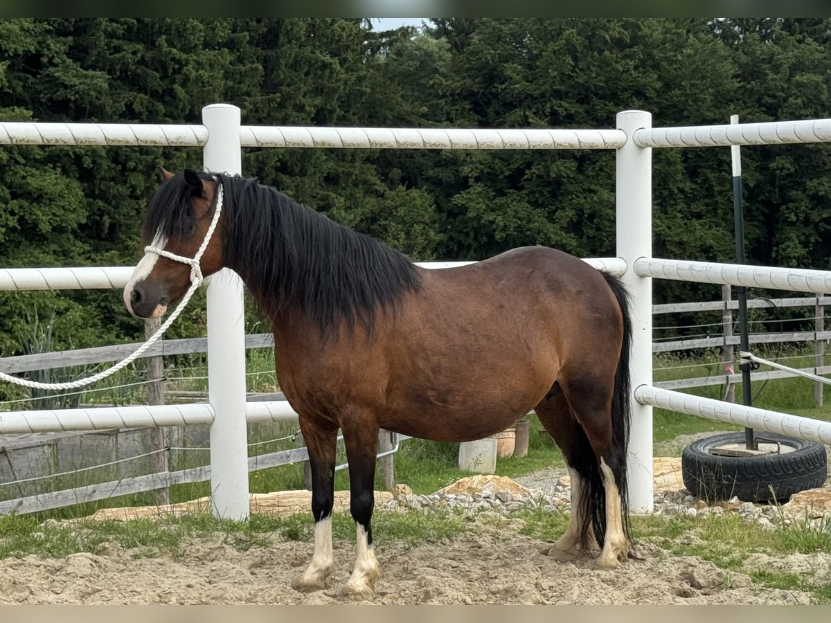 Welsh A (Mountain Pony) Mare 13 years 11,1 hh Bay-Dark in Reith bei Weichselbach
