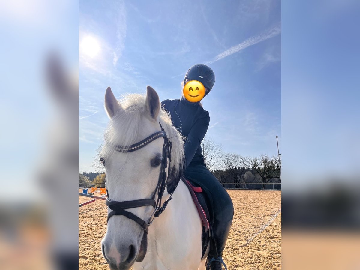 Welsh A (Mountain Pony) Mare 13 years 11,2 hh Gray in Rimbach