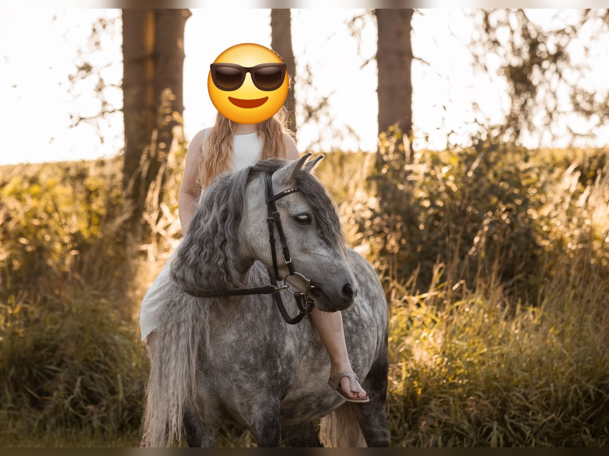 Welsh A (Mountain Pony) Mix Mare 13 years 11,2 hh Grey-Dapple in Regnitzlosau