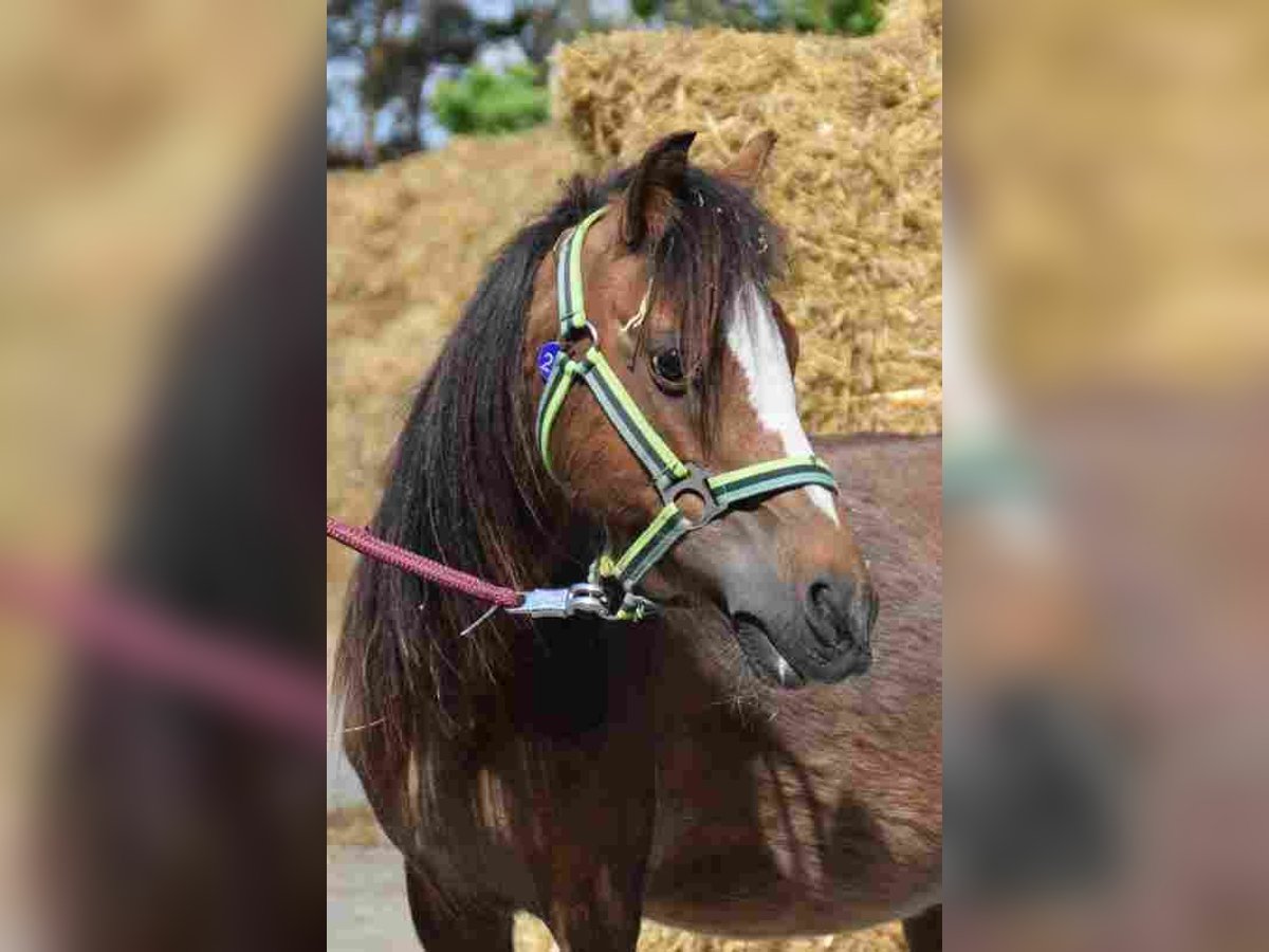 Welsh A (Mountain Pony) Mare 14 years 11,1 hh Brown in Herzberg