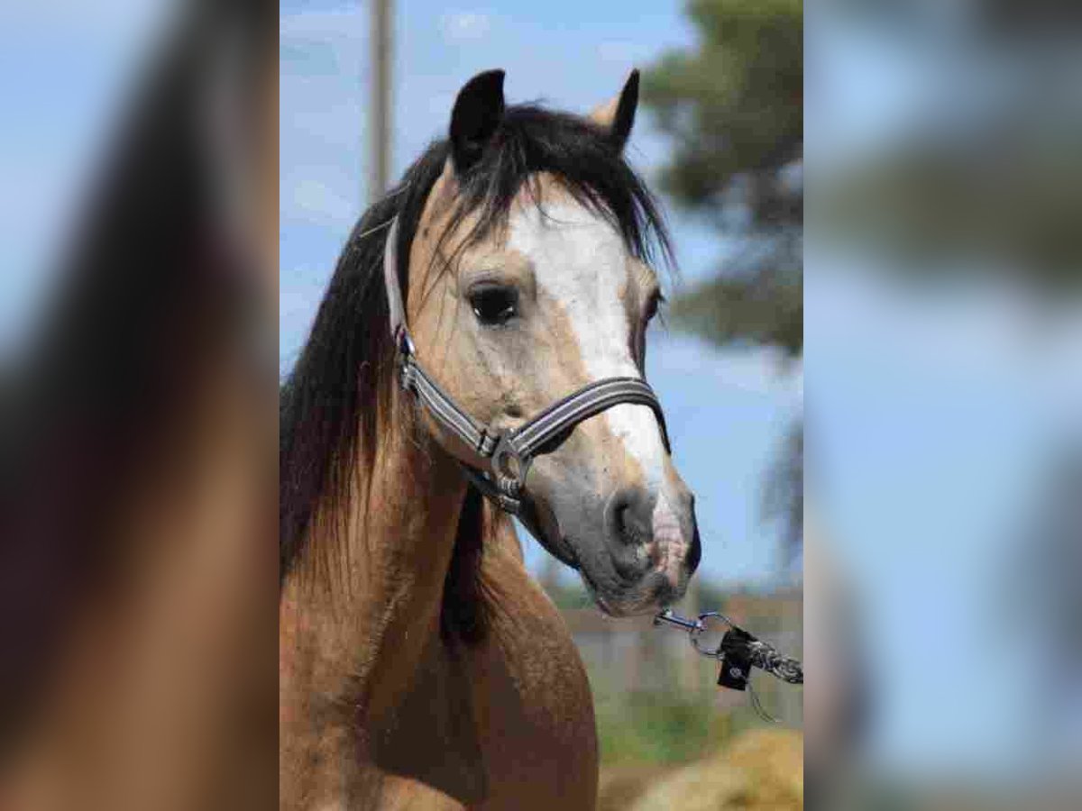 Welsh A (Mountain Pony) Mare 14 years 11,1 hh Buckskin in Herzberg