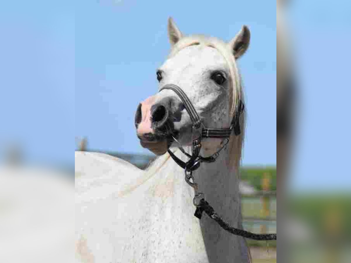 Welsh A (Mountain Pony) Mare 16 years 11,1 hh Gray-Red-Tan in Herzberg