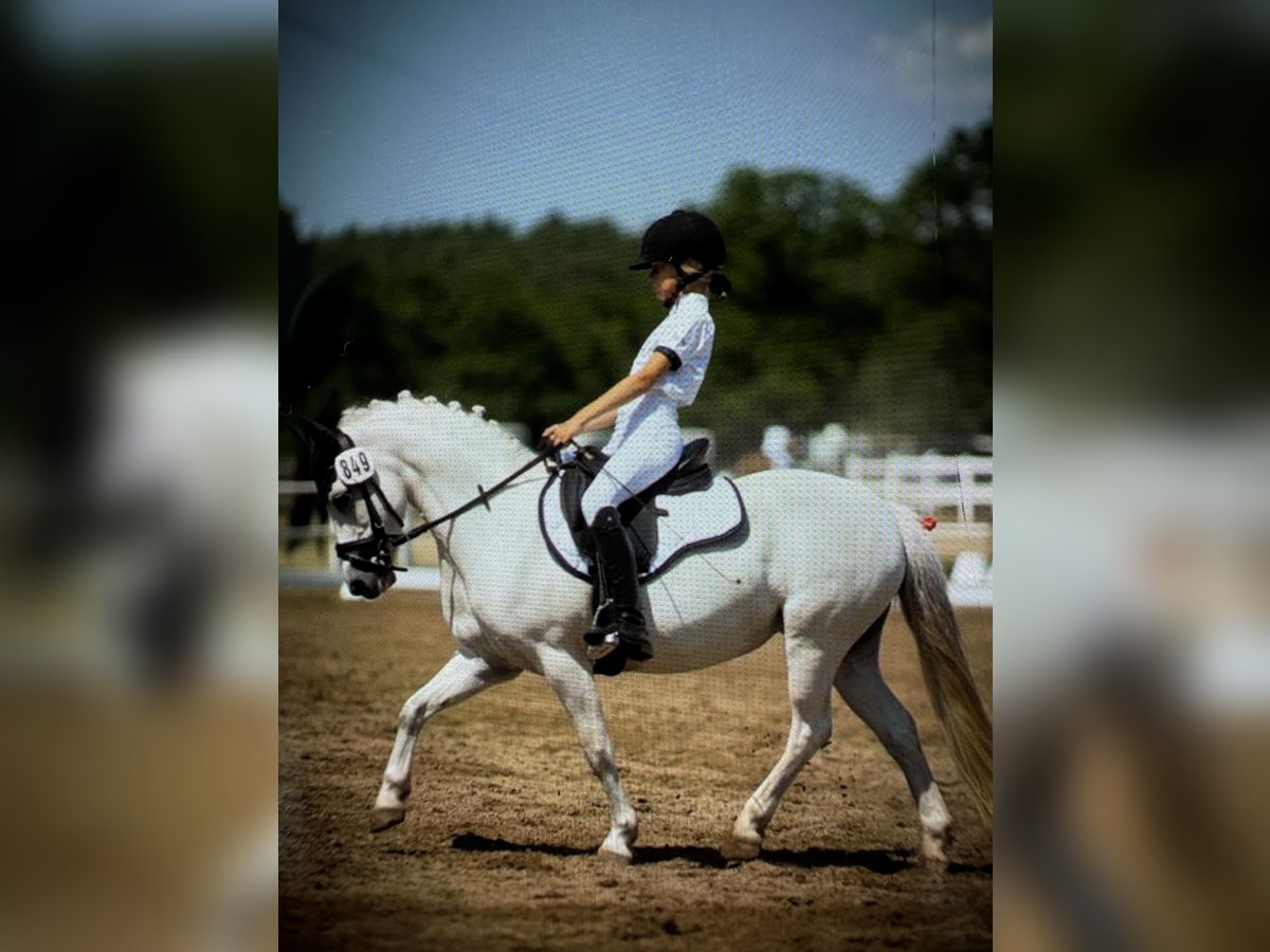 Welsh A (Mountain Pony) Mare 16 years 11,3 hh Grey in Hoisdorf