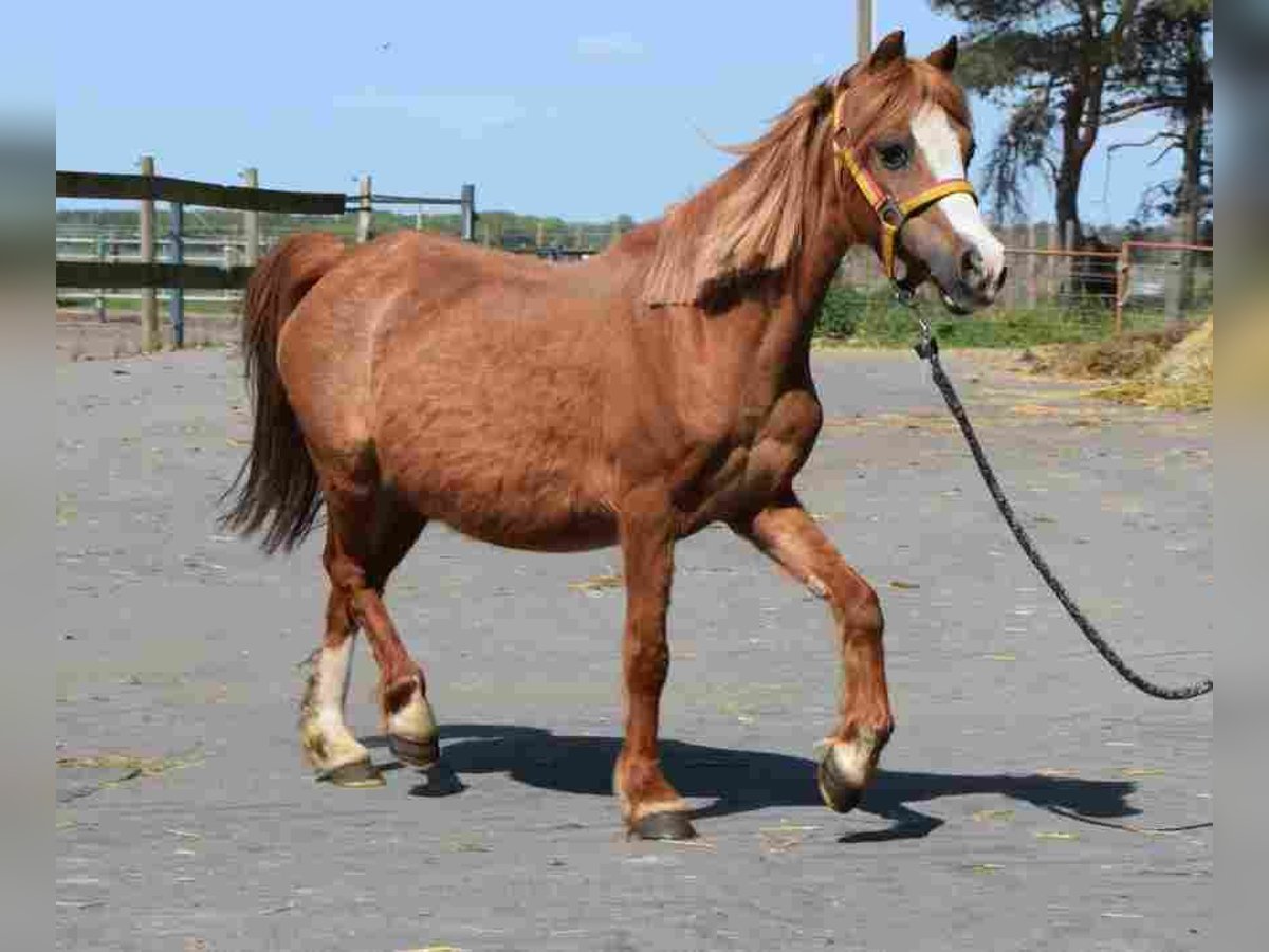 Welsh A (Mountain Pony) Mare 18 years 11,1 hh Chestnut in Herzberg