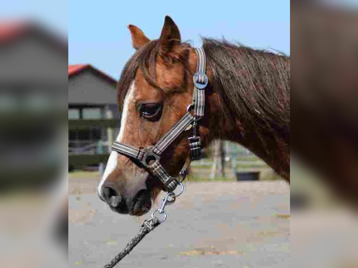 Welsh A (Mountain Pony) Mare 18 years 11,1 hh Chestnut-Red in Herzberg Welsh A (Mountain Pony) Mare 18 years 11,1 hh Chestnut-Red in Herzberg
