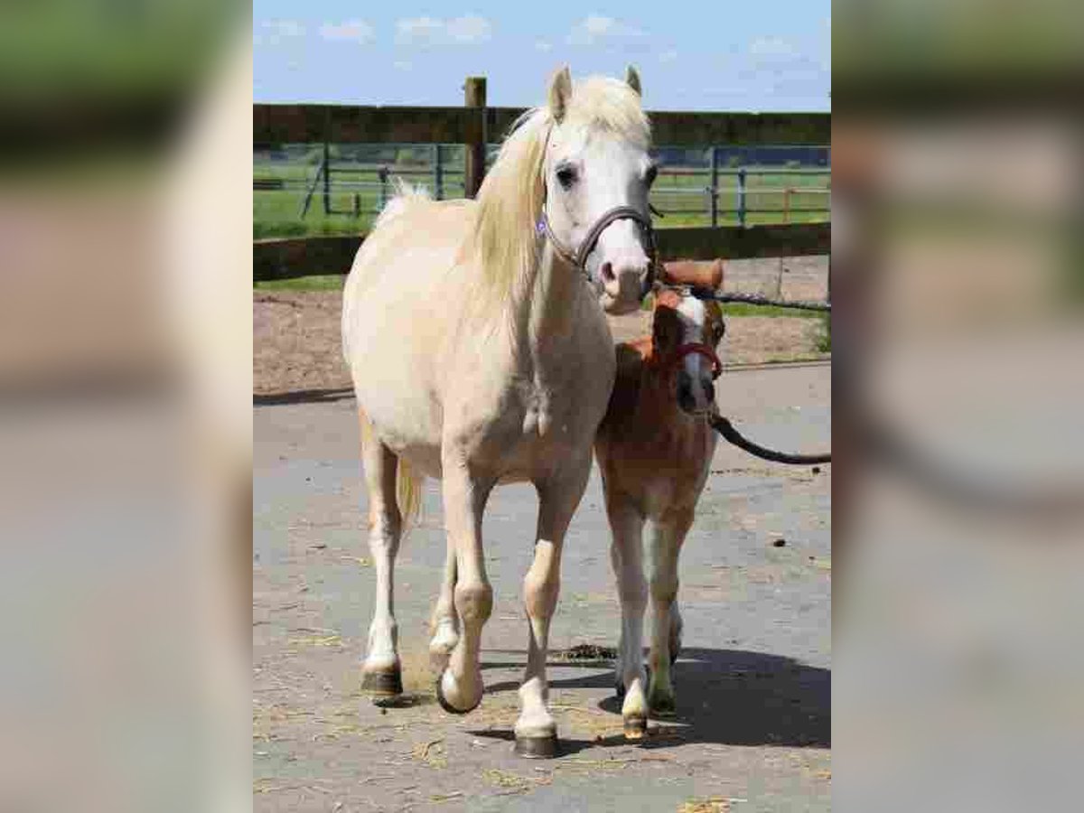 Welsh A (Mountain Pony) Mare 19 years 11,1 hh Palomino in Herzberg