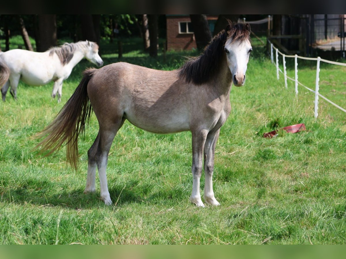 Welsh A (Mountain Pony) Mare 1 year 11 hh Gray in Kessel