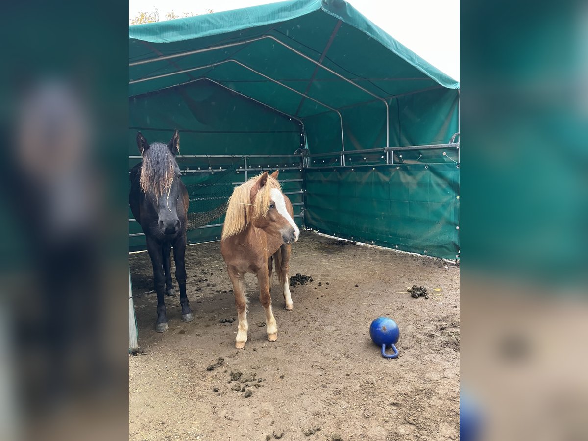 Welsh A (Mountain Pony) Mare 1 year 11,2 hh Chestnut in Gerbach