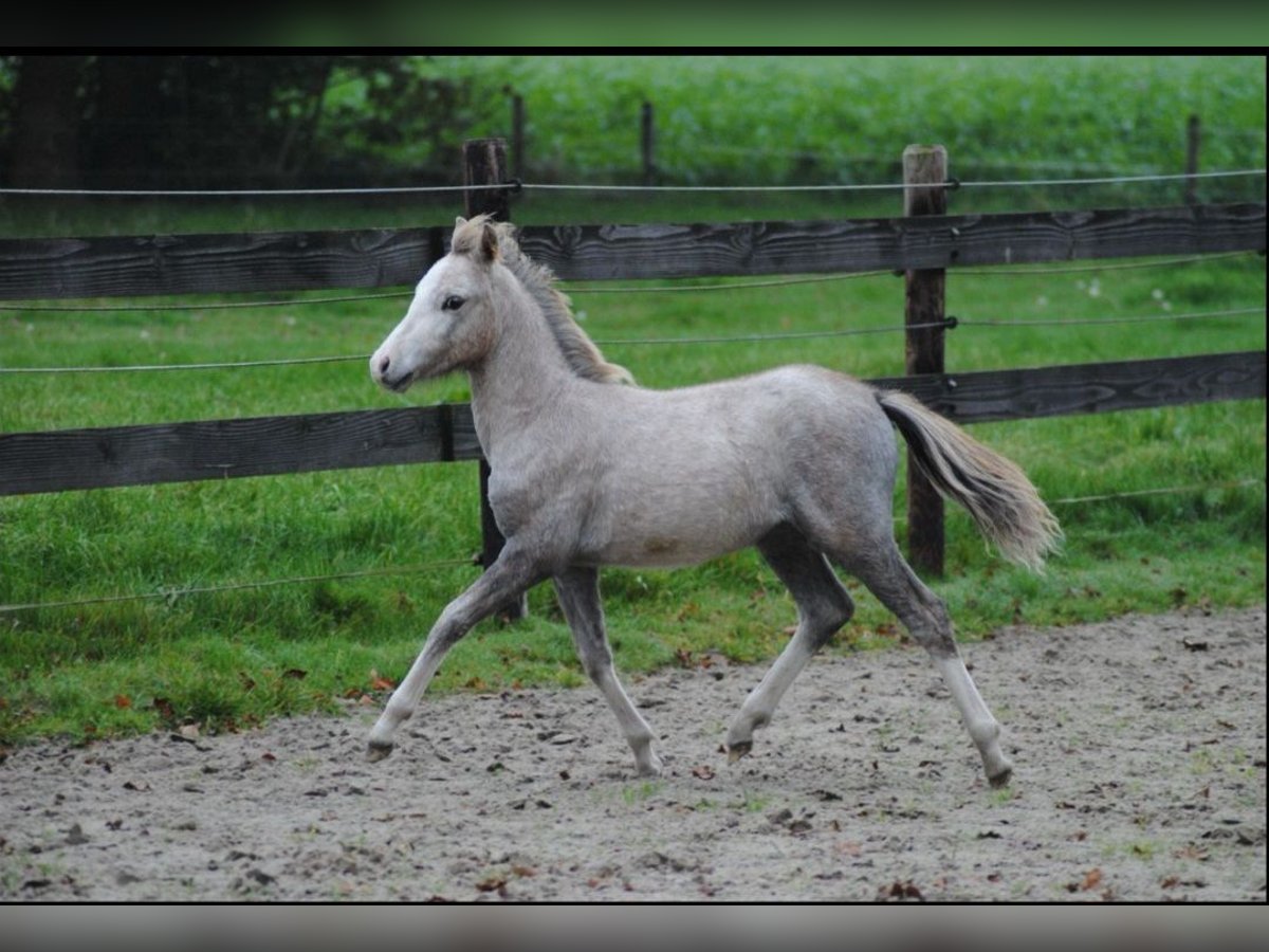 Welsh A (Mountain Pony) Mare 1 year 11,2 hh Gray in Haarle